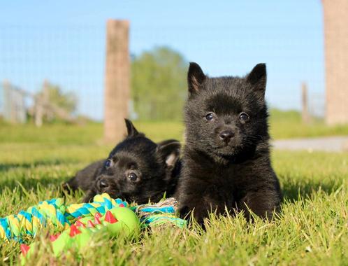 Schipperke puppy's, Dieren en Toebehoren, Honden | Herdershonden en Veedrijvers, Meerdere dieren, Herder, Fokker | Hobbymatig