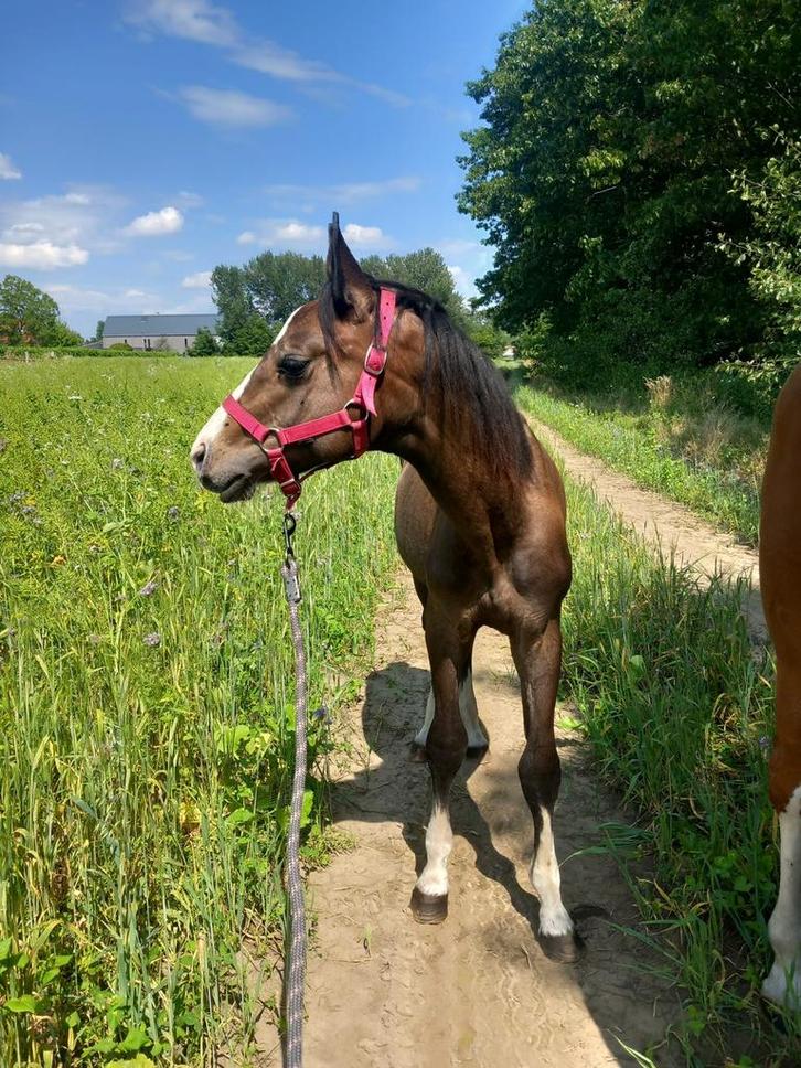 Braaf veulen van 1,5 jaar, Dieren en Toebehoren, Paarden, Hengst, Onbeleerd, Minder dan 160 cm, 0 tot 2 jaar, Springpaard, Gechipt