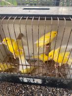 Kanaries te koop, Dieren en Toebehoren