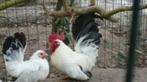 Sierkippen Cochins, Baardkrielen, Wyandotte, ..., Dieren en Toebehoren, Kip