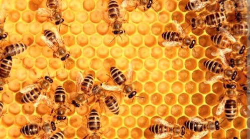 Bijenvolken te koop, Dieren en Toebehoren, Insecten en Spinnen, Bijen