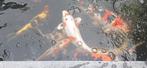 Beni Kikokuryu female, Karper of Koi