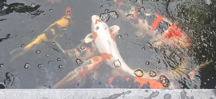 Beni Kikokuryu female, Dieren en Toebehoren, Vissen | Vijvervissen, Karper of Koi