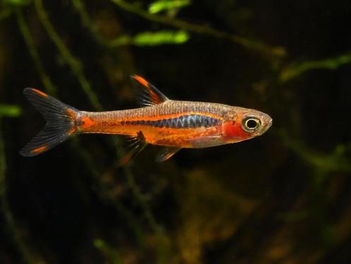 Hobbyaquarium Boraras brigittae/Chili Rasbora, Dieren en Toebehoren, Vissen | Aquariumvissen, Zoetwatervis, Vis, Schoolvis