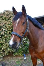 Top merrie met veel bloed., Dieren en Toebehoren, Paarden, Merrie, Springpaard, Met stamboom