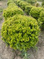 Ilex cariline upright bollen 50 cm nu €30 !!!, Tuin en Terras, Planten | Struiken en Hagen, Ophalen, Buxus