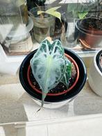 Alocasia venom, Huis en Inrichting, Kamerplanten, Ophalen, 200 cm of meer, Overige soorten, Halfschaduw