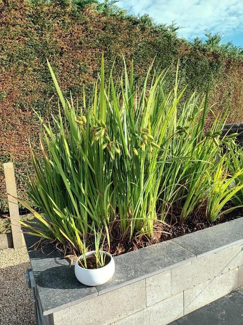 gele lis (iris), bonte lis en wateraardbei (apart kan ook), Tuin en Terras, Vijvers, Nieuw, Ophalen