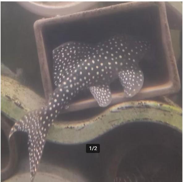 Volwassen L136B (+C) - kweekgroep of individueel, Dieren en Toebehoren, Vissen | Aquariumvissen, Zoetwatervis, Vis