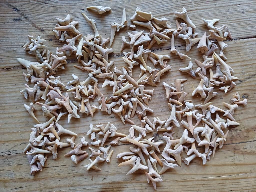 Groot lot haaientanden Marokko, Verzamelen, Mineralen en Fossielen, Fossiel, Ophalen of Verzenden