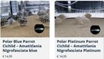 Actieve koppels Polar Blue Parrot cichlid (Amatitlania), Dieren en Toebehoren, Vis, Zoetwatervis