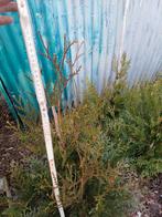 Sparren en vlinderstruik, Ophalen