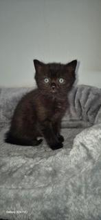 Tamme Choco/Black katertje beschikbaar, Dieren en Toebehoren, Katten en Kittens | Raskatten | Korthaar, Kater, Gechipt, 0 tot 2 jaar