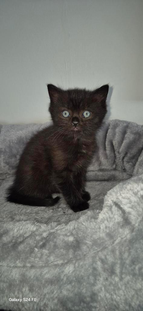 Tamme Choco/Black katertje beschikbaar, Dieren en Toebehoren, Katten en Kittens | Raskatten | Korthaar, Kater, 0 tot 2 jaar, Met stamboom