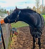 Onbeleerde pracht pony met veel ambitie te koop of te ruil, Dieren en Toebehoren, Gechipt, Ruin, 7 tot 10 jaar, Onbeleerd