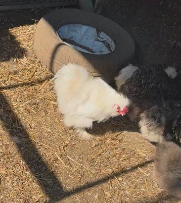 1-jarig wit haantje zoekt nieuwe thuis beschikbaar voor biedingen