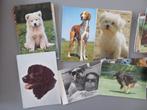 107 postkaarten honden mix alle rassen, Verzamelen, Gelopen, Overige thema's, Ophalen of Verzenden