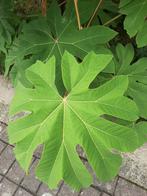 Papierrijstplant groot blad, exotisch, Ophalen