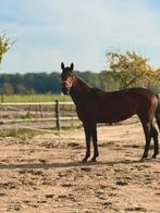 Draver te koop, Dieren en Toebehoren, Merrie, Met stamboom, L, 160 tot 165 cm