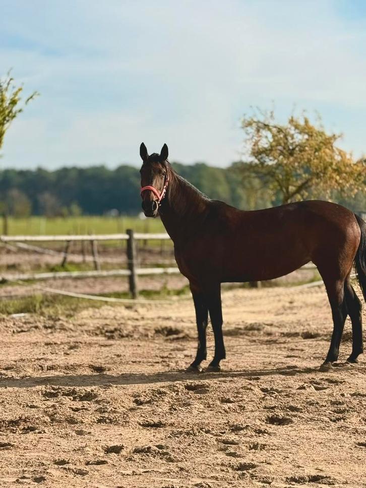 Draver te koop, Dieren en Toebehoren, Paarden, Merrie, L, 160 tot 165 cm, 11 jaar of ouder, Recreatiepaard, Met stamboom, Gechipt