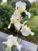 Iris germanica, Jardin & Terrasse, Enlèvement