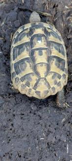 Griekse landschildpadden, Dieren en Toebehoren, Schildpad, 3 tot 6 jaar