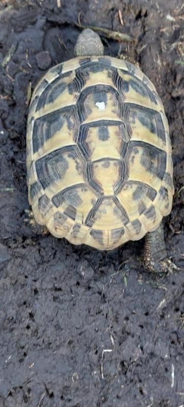 Griekse landschildpadden, Dieren en Toebehoren, Schildpad, 3 tot 6 jaar