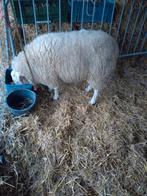 Ram, Franse Texel, Mouton