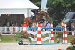 Wunderboy vd zuuthoeve(diepvriessperma) volle broer thunder, Dieren en Toebehoren, Paarden, Hengst