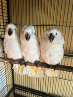 Alba-kaketoes witte kuif, Dieren en Toebehoren