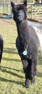 Alpaca 2 prachtige zwarte hengstjes, Dieren en Toebehoren, Februari, Mannelijk