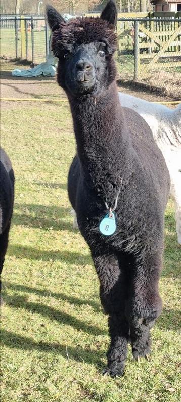 Alpaca 2 prachtige zwarte hengstjes  beschikbaar voor biedingen