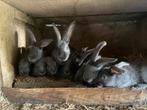 Nest vleeskonijnen, Dieren en Toebehoren, Konijnen, Groot