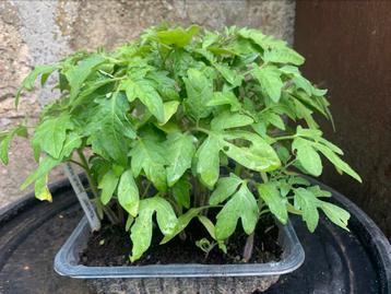18 tomatenplantjes om uit te planten. Marmande. beschikbaar voor biedingen