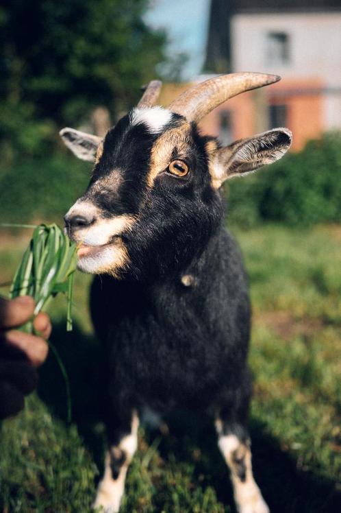 Dwerggeitje, Dieren en Toebehoren, Schapen, Geiten en Varkens, Geit, Vrouwelijk, 3 tot 5 jaar