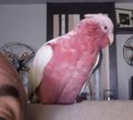 Cacatoès rosalbin lutino super eam, Mâle, Perroquet, Domestique