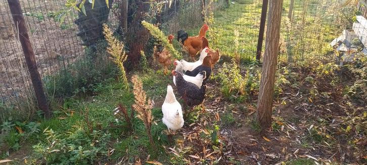 7 legkippen + new hampshire haan, Dieren en Toebehoren, Pluimvee