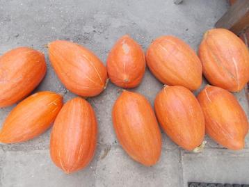 Pompoenen voor de soep +- 4 kilo zwaar beschikbaar voor biedingen