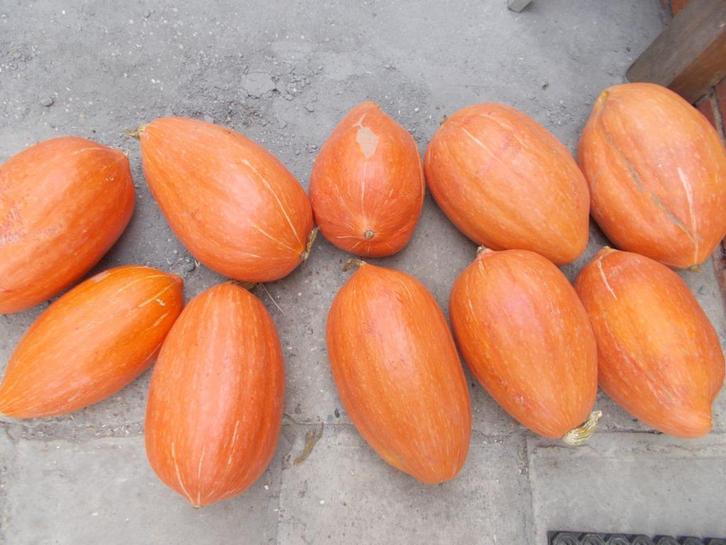 Pompoenen voor de soep +- 4 kilo zwaar, Zakelijke goederen, Landbouw | Aardappelen, Groenten, Fruit en Vlees, Ophalen