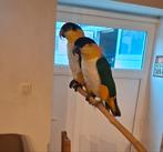 Tamme zwartkop  caique, Dieren en Toebehoren, Geringd