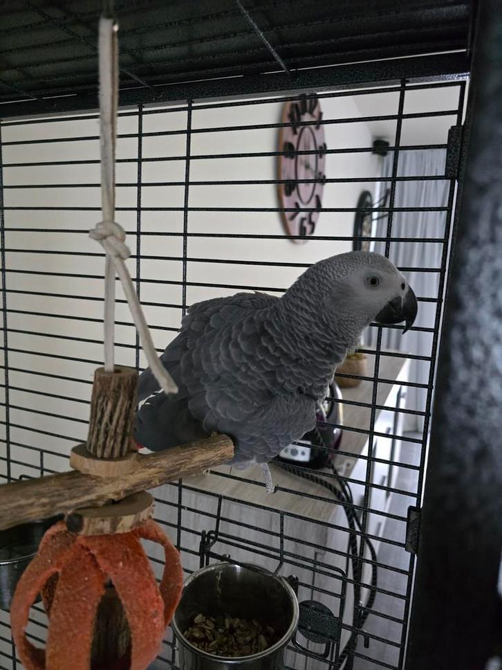 Mooi roodstaart, Animaux & Accessoires, Oiseaux | Perruches & Perroquets, Perroquet, Mâle, Parleur, Domestique, Bagué