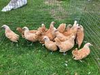 Sebright hennen geelwitgezoomd, Dieren en Toebehoren, Pluimvee, Vrouwelijk, Kip
