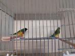 Gouldamandines natuurbroed, Dieren en Toebehoren, Vogels | Overige Vogels, Mannelijk, Tropenvogel, Geringd