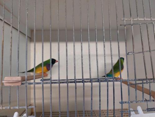 Gouldamandines natuurbroed, Dieren en Toebehoren, Vogels | Overige Vogels, Tropenvogel, Mannelijk, Geringd