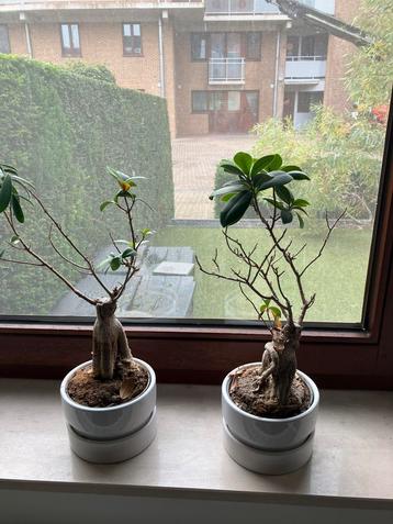 Bonsai - set van 3 kamerplanten beschikbaar voor biedingen
