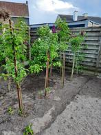 Jasmijnboom, Enlèvement, Été, Plante fixe, Plein soleil