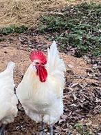 Broedeieren van Bresse kippen, Ophalen, Zo goed als nieuw