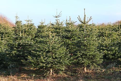 Kerstbomen TE KOOP, Diversen, Kerst, Ophalen