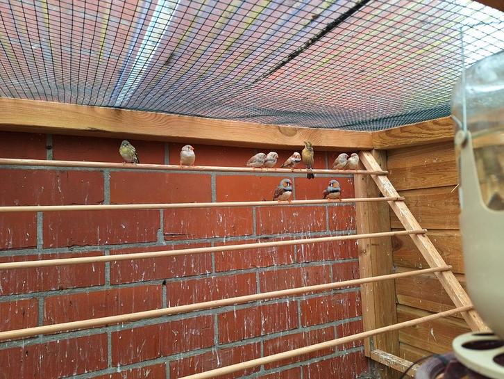 Vogels te koop, Dieren en Toebehoren, Vogels | Kanaries