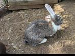 Vlaamse reuzen voedsters, Dieren en Toebehoren, Konijnen